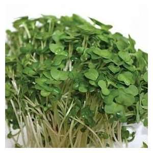  Broccoli Microgreens SEEDS **Healthy Eating in 6 10 days 