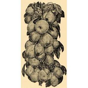  1895 Print Le Conte Pear Fruit Art Hermaphrodite Flower 