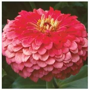  Davids Non Hybrid Flower Zinnia Benarys Giant Coral 40 