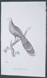 Shaw General Zoology 1800s Engraving. Pheasant. 7  