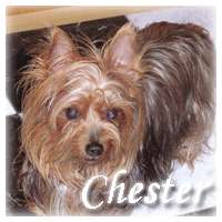 First came Chester, he is a 10 year old Yorkshire Terrier who was an 