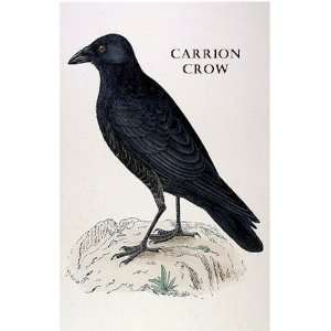 Birds Carrion Crow Sheet of 21 Personalised Glossy Stickers or Labels