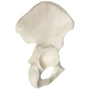 3B Scientific A35/5R Right Hip Bone Model  Industrial 