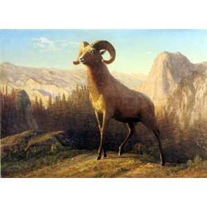  Oil Painting: A Rocky Mountain Sheep, Ovis, Montana 