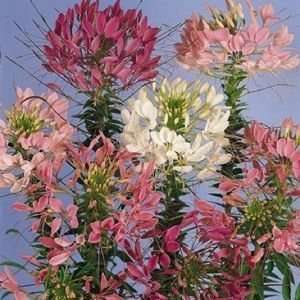  Queen Mix Cleome Self Seeding Annual   4 Plants: Patio 