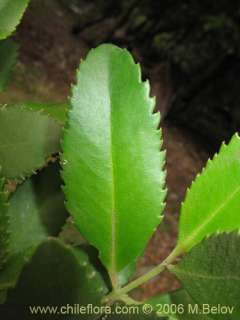 Laureliopsis philippiana. 100 fresh seeds V.Hardy  
