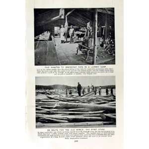  c1920 LUMBER CAMP WOOD PULP NEWFOUNDLAND RIVER TREES