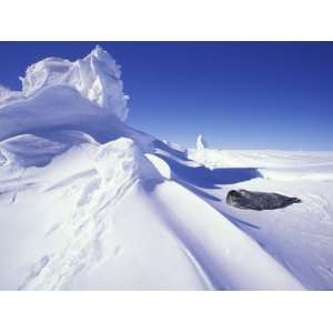  Weddell Fur Seal and Ice Formations, Antarctica Stretched 