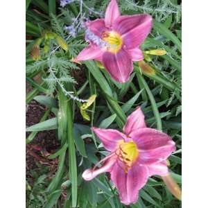 Award Winning Prairie Blue Eyes Daylily, Potted  