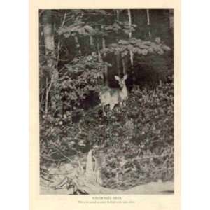  1902 William E Carlin Wildlife Photographer illustrated 