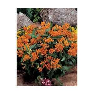  Butterfly Plant   Orange Patio, Lawn & Garden