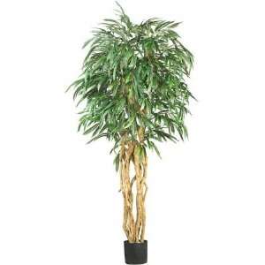   USA zeusd1 CALA 4270492 6 Inch Weeping Ficus Silk Tree