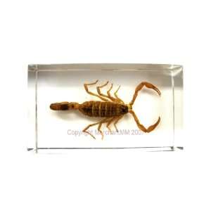  REAL INSECT SPECIMEN TAXIDERMY TEACHING AIDE   SCORPION 