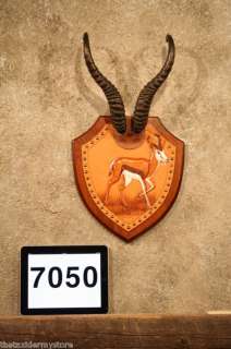 7050 Springbok Horn Leather Plaque Taxidermy Mount  