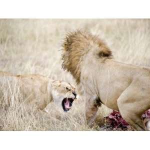  Lion and a Lioness Fighting for a Dead Zebra, Ngorongoro Crater 