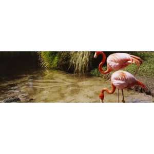 Two Flamingos by a Pond, Jungle Gardens, Sarasota, Florida 