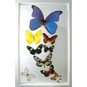  Morpho Rey Mounted Butterfly Art Home Decor Everything 