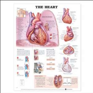  The Heart Anatomical Chart 20 X 26 Health & Personal 
