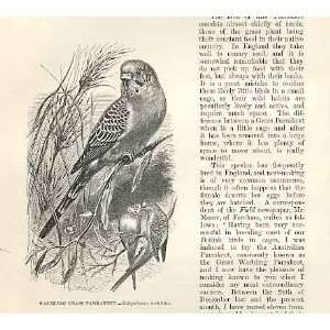  Warbling Grass Parrakeet 1862 Bird Engraving