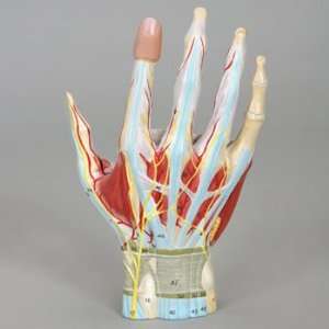 Altay Human Hand Dissection Model  Industrial & Scientific