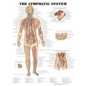 Anatomical Chart Company Lymphatic System Anatomical Chart:  