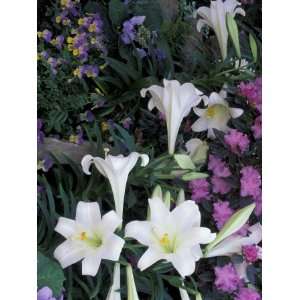 Hydrangea, Violas, Easter Lilys, Cincinatti, Ohio, USA Photographic 