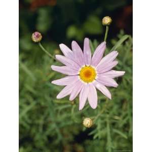  The Bright Happy Face of a Purple Daisy Flower and Buds 