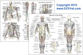 Muscles of the Body Chart   Double sided Laminated Chart 8.5 X 11