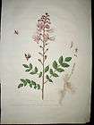 dictamnus albus frassinella burning bush regnault 1774 returns 