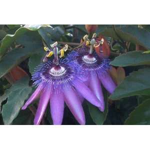  Passiflora Amethystina Lavender Lady  Live Plant 