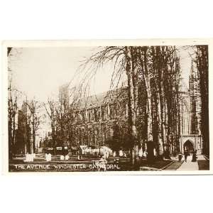 com 1910 Vintage Postcard The Avenue Winchester Cathedral Winchester 