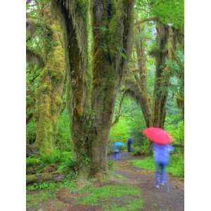  Hall of Mosses, Hoh Rain Forest, Olympic National Park 