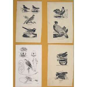  C1881 Swallow Nest Martin Hawking Birds Antique Print 