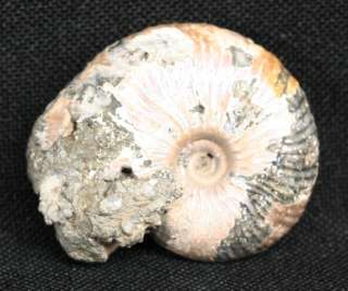 Fossil Ammonite Rondiceras Russia Pyritized p106  