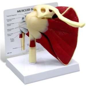  Muscled Shoulder Joint Model: Industrial & Scientific