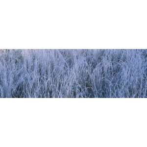 Frost on Grass in a Field, Lake Placid, Adirondack Mountains, New York 