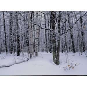  Snowy Woodland Scene National Geographic Collection 