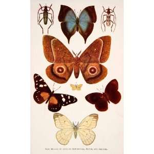  1899 Color Print African New Species Butterfly Moth 