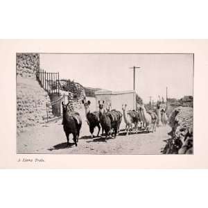   Llama Train Village Road Saddle Path Herd   Original Halftone Print