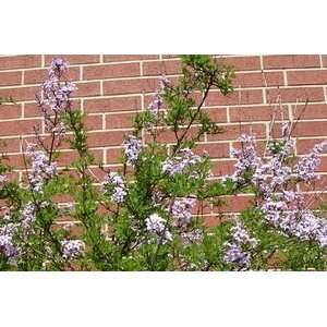  LILAC CUTLEAF / 1 gallon Potted Patio, Lawn & Garden