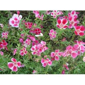   Flower Seeds in Echa Packet with  Patio, Lawn & Garden