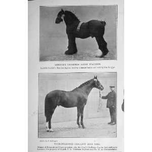   1915 LondonS Champion Stallion Birk Gill Horse Show