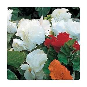  Begonia   Non Stop   White flower bulbs Patio, Lawn 