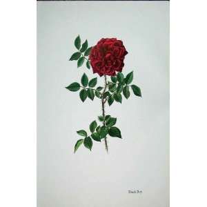  Black Boy Rose By Lotte Gunhart 1965 Watercolour: Home 