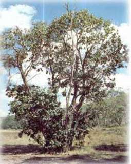 Cold Tolerant Omeo Gum (Eucalyptus neglecta)   Seed  