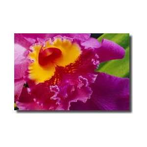  Bright Pink Cattleya Orchid Giclee Print