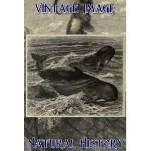   Print Vintage Natural History Image The Blackfish: Home & Kitchen
