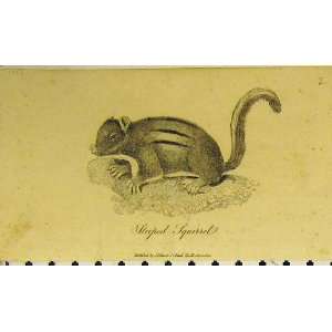   1801 Antique Print Striped Squirrel Animal Bushy Tail