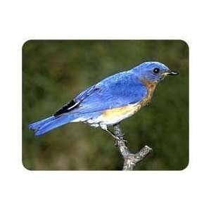  Bluebird Coasters Patio, Lawn & Garden