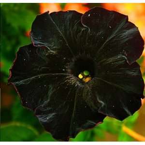  Black Cat Petunia Seed Pack Patio, Lawn & Garden